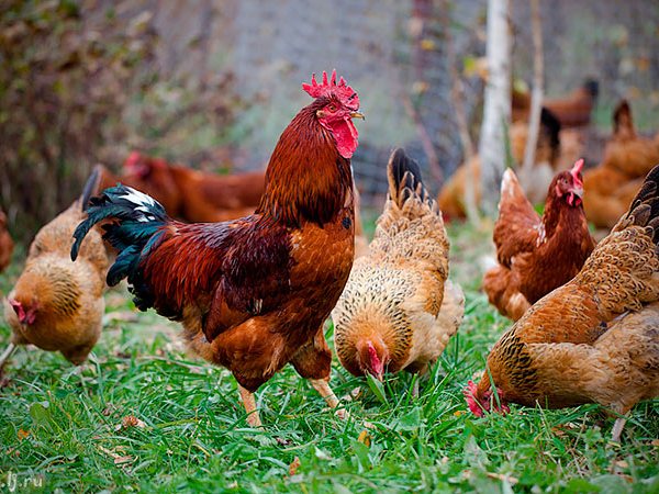 Породы куриц | ЗооТом - продажа, вязка и услуги для животных в Омутнинске