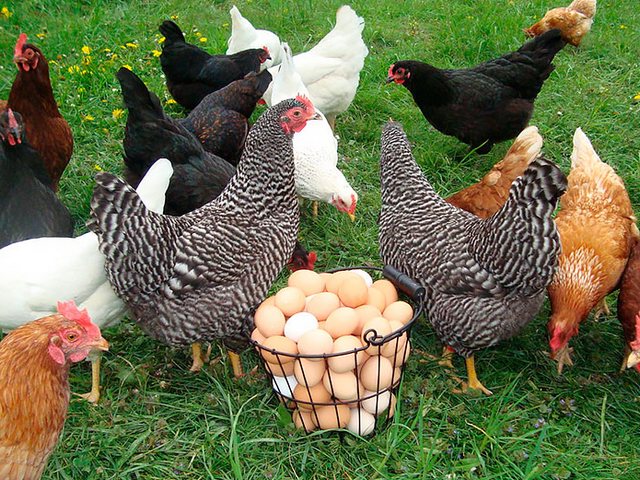 Содержание кур и уход за ними | ЗооТом - продажа, вязка и услуги для животных в Омутнинске