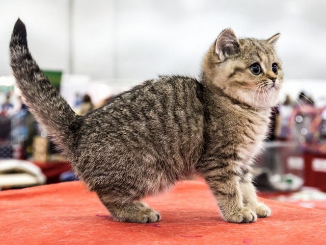 Породы кошек в Омутнинске | ЗооТом портал о животных