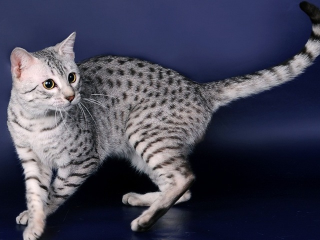 Породы кошек в Омутнинске | ЗооТом портал о животных