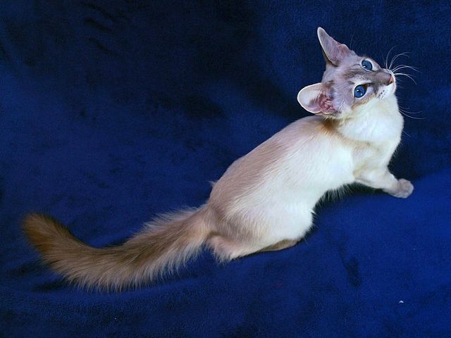 Выведенные породы кошек в Омутнинске | ЗооТом портал о животных