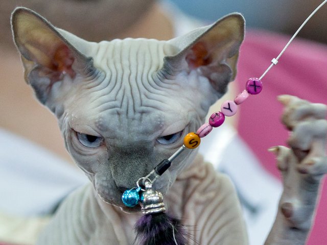 Выставки кошек в Омутнинске | ЗооТом портал о животных