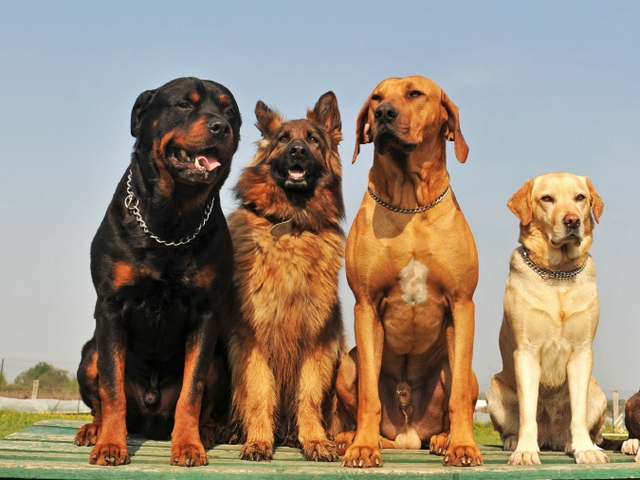 Крупные породы собак в Омутнинске | ЗооТом портал о животных